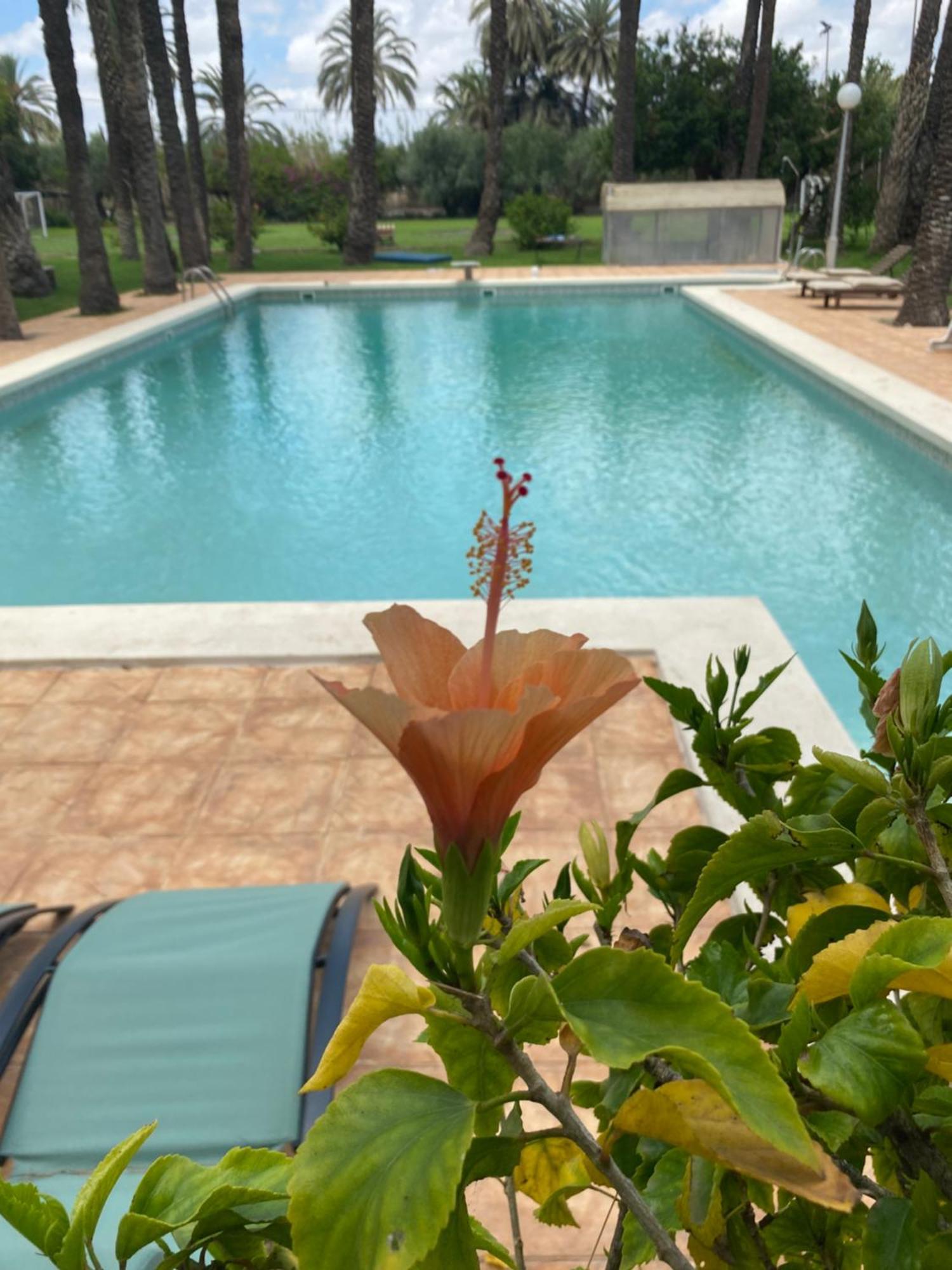 Bed and Breakfast Pink Lemon House Elche Exteriér fotografie