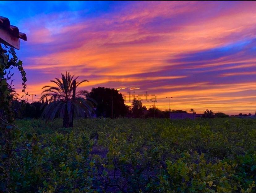 Bed and Breakfast Pink Lemon House Elche Exteriér fotografie